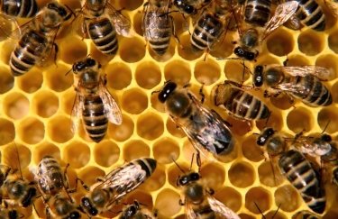 Украина намерена экспортировать карпатских пчел в Канаду