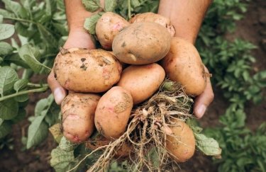 Найвища врожайність картоплі на Хмельниччині. Фото: пресслужба МінАПК