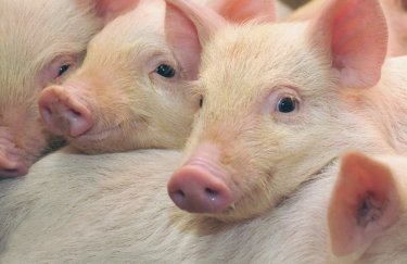 Украина сократила экспорт свиней