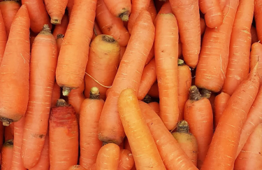 Дефицит моркови провоцирует рост цен