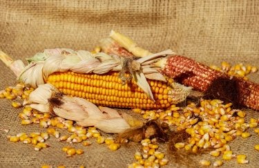 кукурудза, зерно, експорт, імпорт