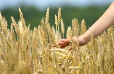 У ЄС запустили платформу для оптимізації експорту українського зерна