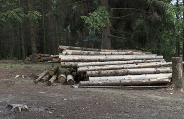 Украина и ЕС спорят из-за моратория на экспорт леса-кругляка. Фото: Pixabay