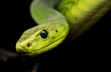 Люди могут стать ядовитыми, как змеи, но скорее всего этого не случится, - исследование