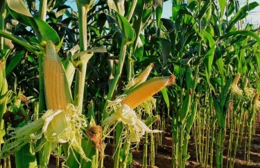 В Україні очікується скорочення виробництва агропродукції на 40-70% - Мінагро