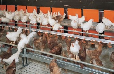 Чистая прибыль крупнейшего производителя курятины выросла в 2,5 раза