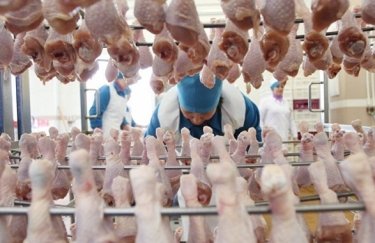 Производство курятины в Украине. Фото: УНН