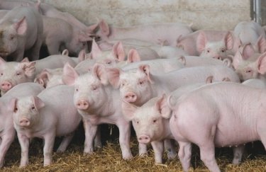 Крупный производитель свинины построил свинокомплекс