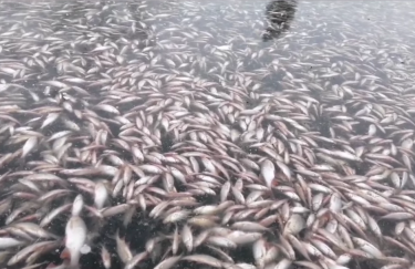 СБУ расследует массовую гибель рыбы в Днепре у Запорожья после повреждения Каховской ГЭС