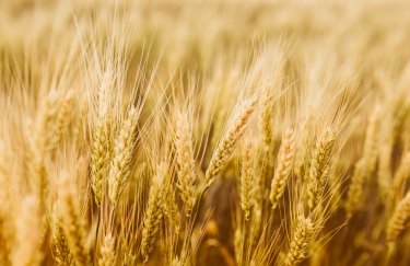 Планировавшая экспортировать 10 млн тонн пшеницы Индия запретила ее вывоз: каковы причины