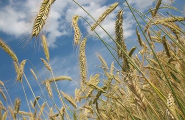 зерно, пшениця, збіжжя, експорт, імпорт