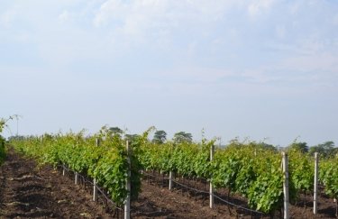 Фото: Институт виноградарства и виноделия им. Таирова, в который входит опытное хозяйство