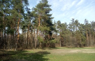 З 21 квітня на Чернігівщині заборонено ходити в ліс