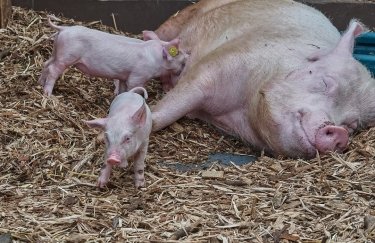 Украина все больше покупает импортной свинины