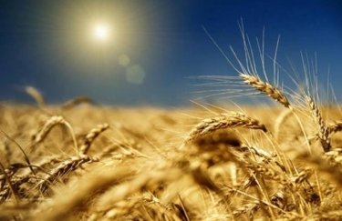 В мае на украинский рынок выйдет новый зернотрейдер