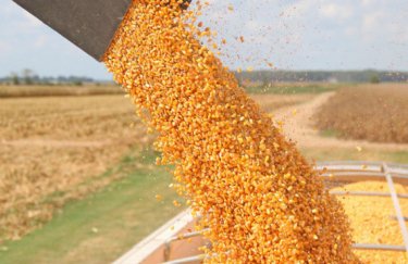 Експерти покращили прогноз врожаю пшениці та кукурудзи в Україні