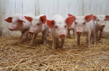 Масштабная вспышка АЧС: во Львовской области уничтожат 100 тысяч свиней