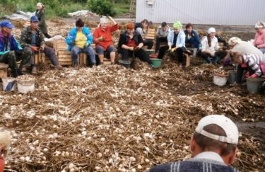В Украине появится первый семенной завод чеснока