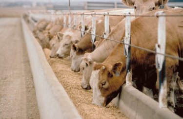 Украина сняла запрет на импорт кормов для скота из Польши