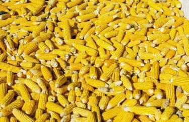 Произошло уменьшение объемов поставок в ЕС семян кукурузы. Фото: Unsplash