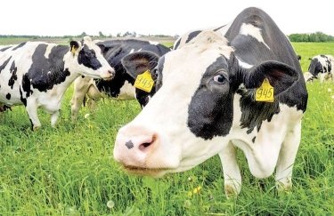 За три месяца войны украинские фермы потеряли 50 тыс. коров