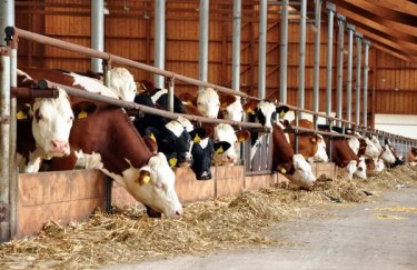 В январе производство молока сельхозпредприятиями заметно выросло