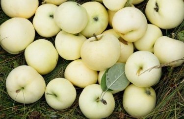 Садівники України розпочали збирання яблук нового врожаю