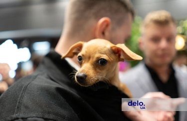 В Украине отменяют запрет брать животных в укрытие. Фото: Delo.ua Теперь животных можно брать в укрытие: МВД отменило запрет