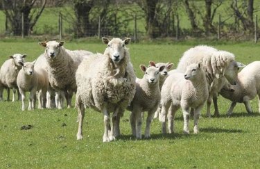 В Украине поголовье овец сократилось в 9 раз