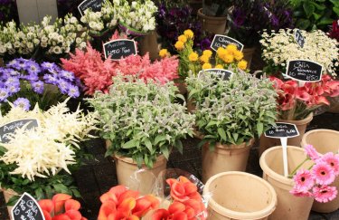 На украинском рынке около 70% цветов — импорт