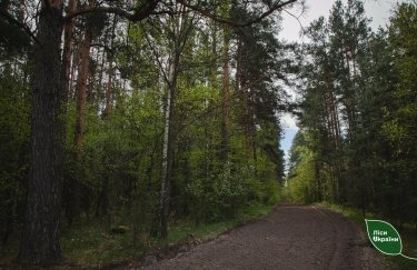 лес, леса Украины