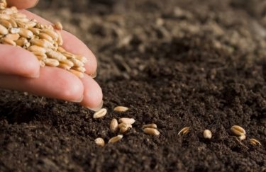 ФАО предоставит семена зерновых для поддержки фермеров во время осенней посевной кампании. Фото: Depositphotos