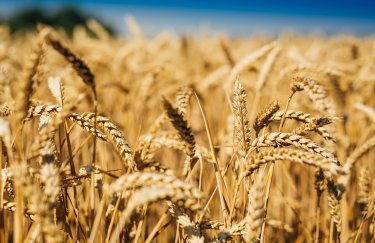 Россия украла в Украине зерна и масличных культур уже на $613 млн - KSE Institute