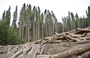 Евросоюз ограничит доступ на свой рынок товаров, связанных с уничтожением лесов