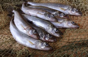 В прошлом году рыбные аукционы принесли государству 95 млн. гривен