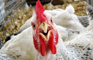 Почему Европа обвиняет производителя "Нашей Рябы" в обходе квот при экспорте курятины