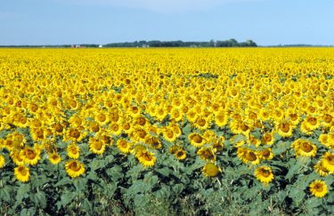 Вітчизняні фермери можуть безкоштовно отримати насіння соняшника