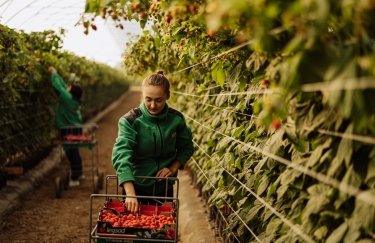 Польше не хватает работников на сезонные работы: ищут желающих на 50-90 тыс. грн в месяц