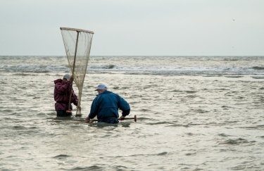 В Черном море запретили промышленный вылов мидий и креветок