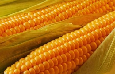 Кукуруза на украинском рынке подорожала. Виновата засуха в ЕС