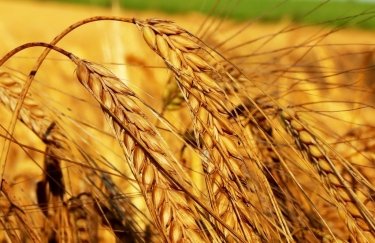 Уборочная компания-2019: украинские аграрии собрали более половины урожая зерновых