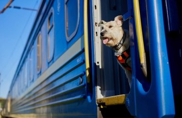 UAnimals и "Укрзализныця" вместе разработают правила перевозки животных в поездах