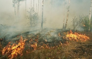 Под Станицей Луганской горит заминированный лес, ранен тракторист