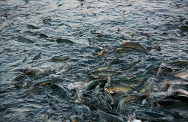 В Украине стартует нерестовый запрет на вылов рыбы