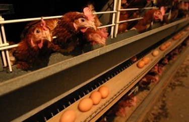 птахівництво, курятина, яйця, польща