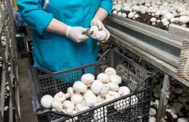 "Верес" припинив роботу найбільшої грибної ферми в Україні