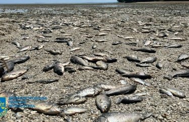 Массовый мор рыбы на Днепропетровщине из-за подрыва Каховской ГЭС: начато расследование по факту экоцида (ФОТО, ВИДЕО)