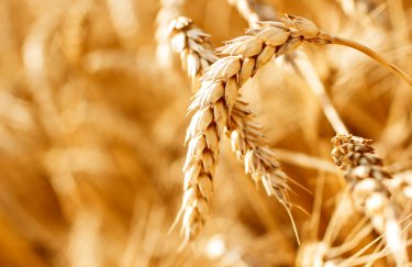 Грузія заборонила експорт пшениці та ячменю до 1 липня 2023 року