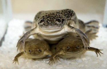 Вчені змогли відновити втрачену кінцівку біля жаби
