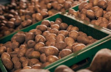 Цены на картофель в Украине начали снижаться: в чем причина